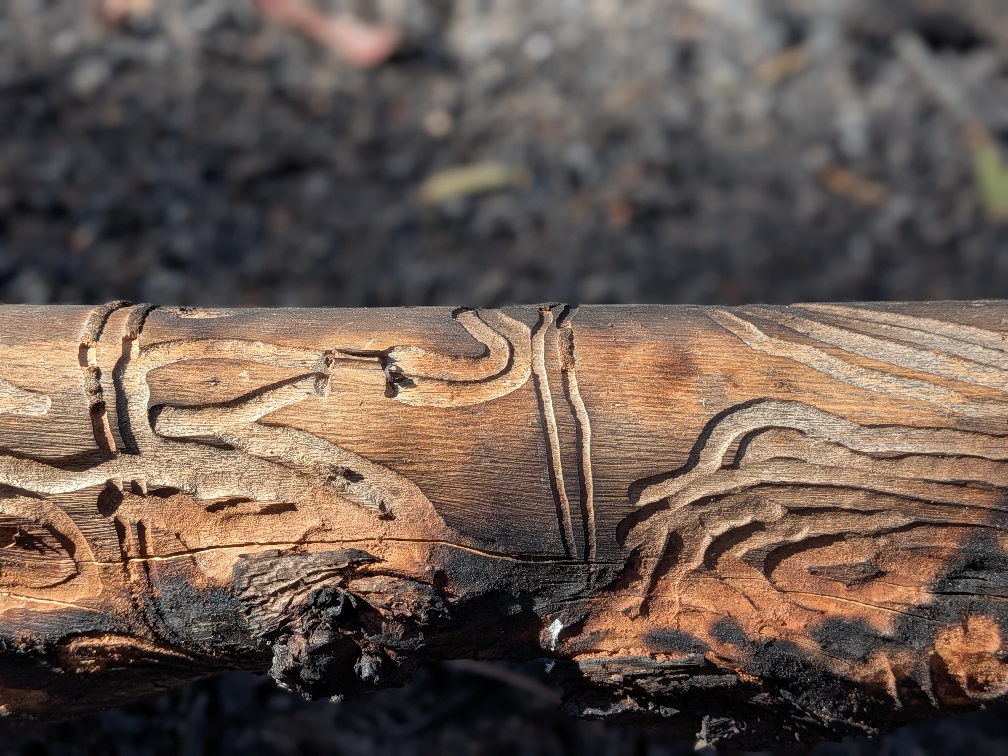 Weathered tree branch with intricate grooves and textured bark in sunlight